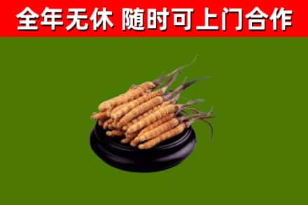 天水烟酒回收冬虫夏草.jpg